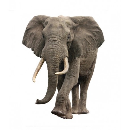 pegatina decorativa Elefante Escaparate