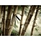 Fotomural Bambú decoración con vinilo