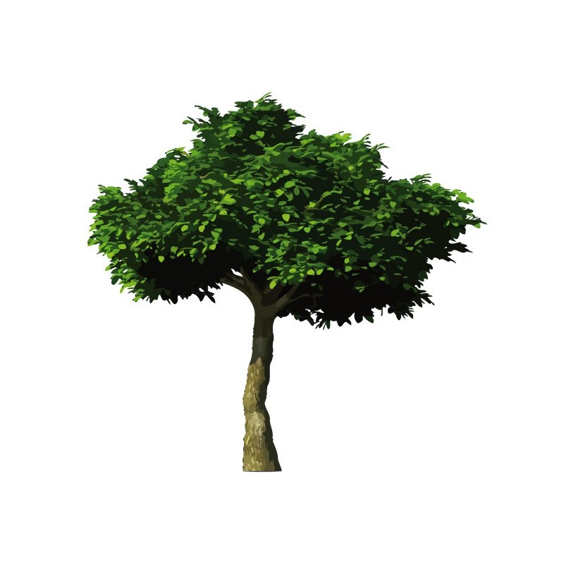 Vinilos Decorativos Arbol #2: Arbol-natural.jpg Vinilos Decorativos Arbol #2: Arbol-natural.jpg
