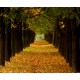 visualización fotomural Fotomural Paisaje Otoño